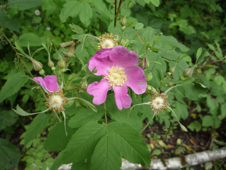 Rosa nutkana (Nootka rose) (alternate view 10)