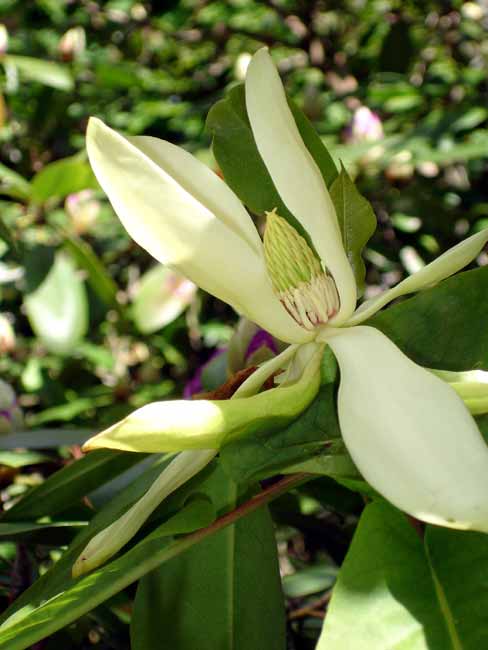 Magnolia fraseri (Fraser Magnolia)