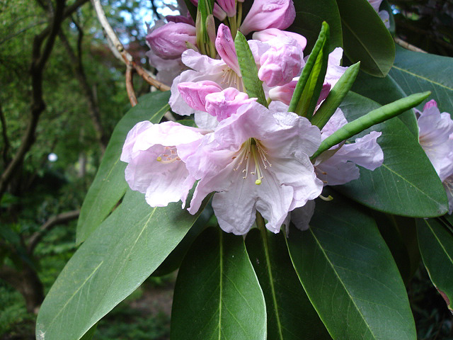 Rhododendron fortunei, Fortune's rhododendron — upright evergreen (Ericaceae) (image 3 of 10)