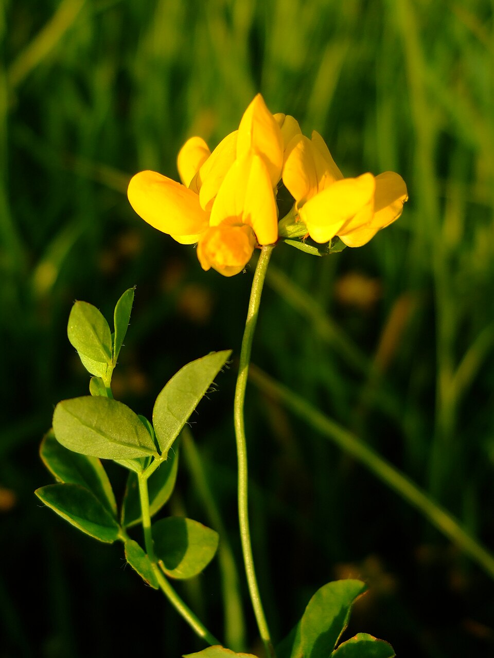 Lotus pedunculatus (big bird's-foot trefoil) (alternate view 9)