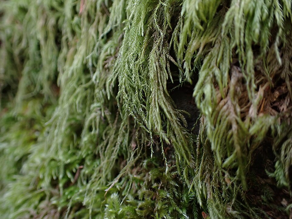 Pseudisothecium stoloniferum (Cat's Tail Moss) (alternate view 6)