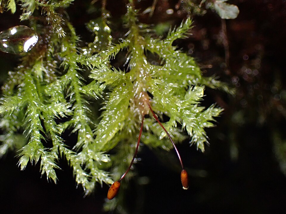 Pseudisothecium stoloniferum (Cat's Tail Moss) (alternate view 7)