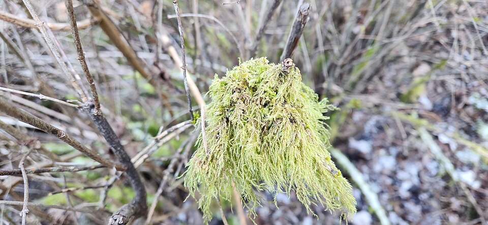 Pseudisothecium stoloniferum (Cat's Tail Moss) (alternate view 8)