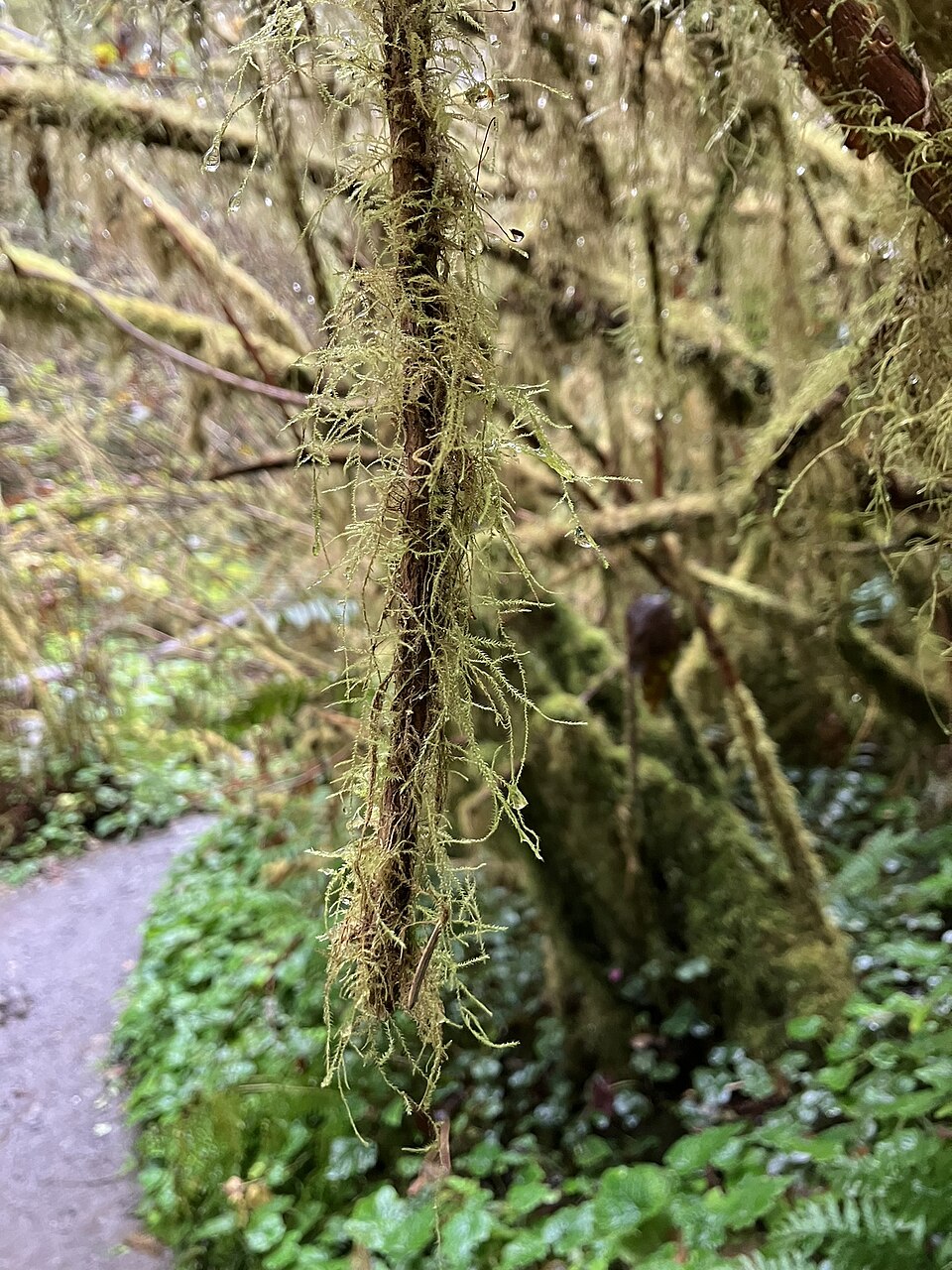 Pseudisothecium stoloniferum (Cat's Tail Moss) (alternate view 9)
