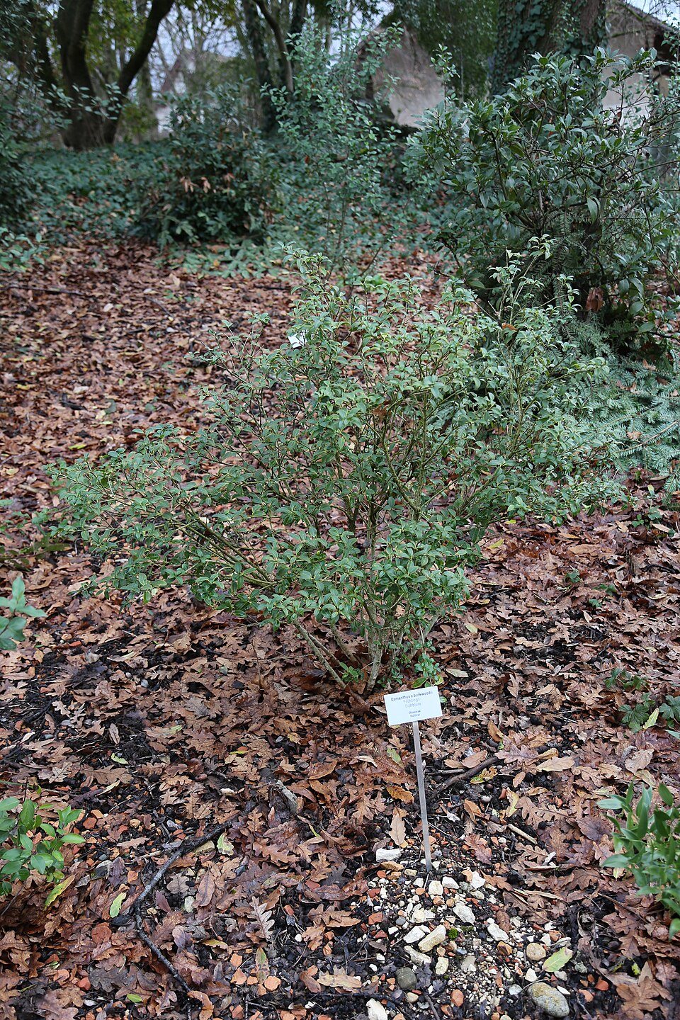 Osmanthus × burkwoodii (Burkwood Osmanthus) (alternate view 9)