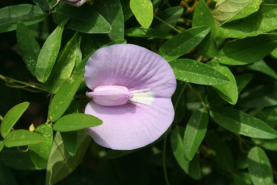 Centrosema virginianum (butterfly pea) (alternate view 7)