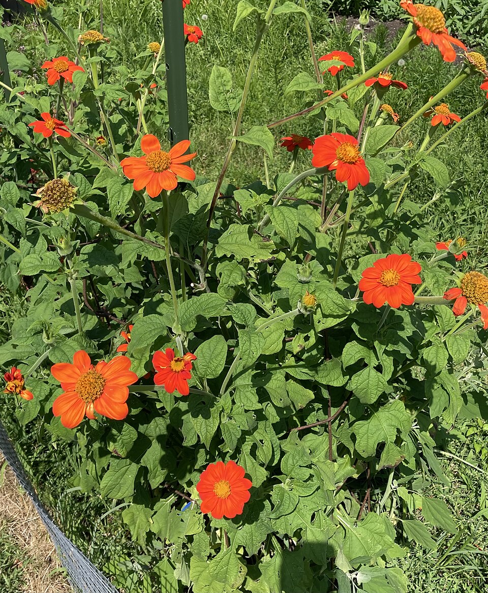Tithonia (Mexican Sunflowers) (alternate view 3)