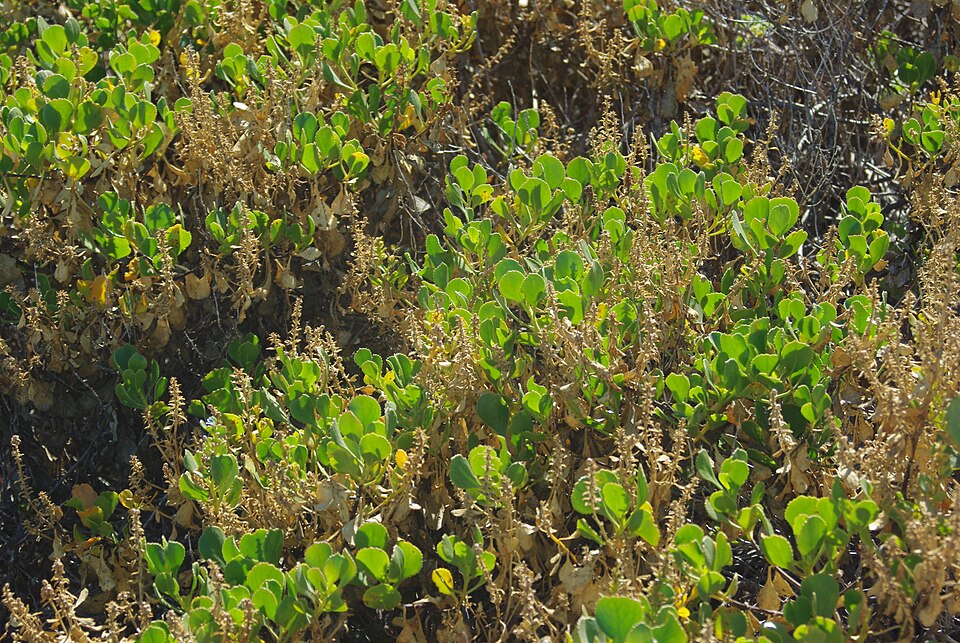 Scaevola crassifolia (Cushion Fanflower) (alternate view 2)