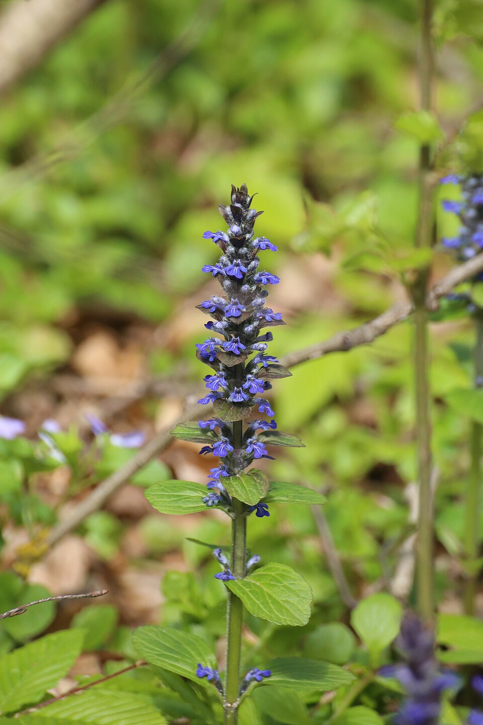 Ajuga (Bugles) (alternate view 7)