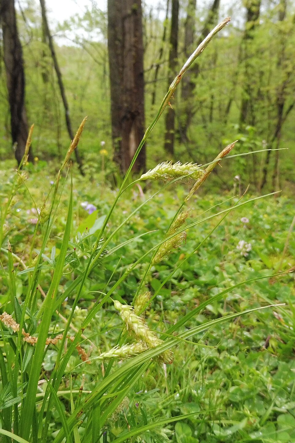 Carex cherokeensis (Cherokee Sedge) (alternate view 6)