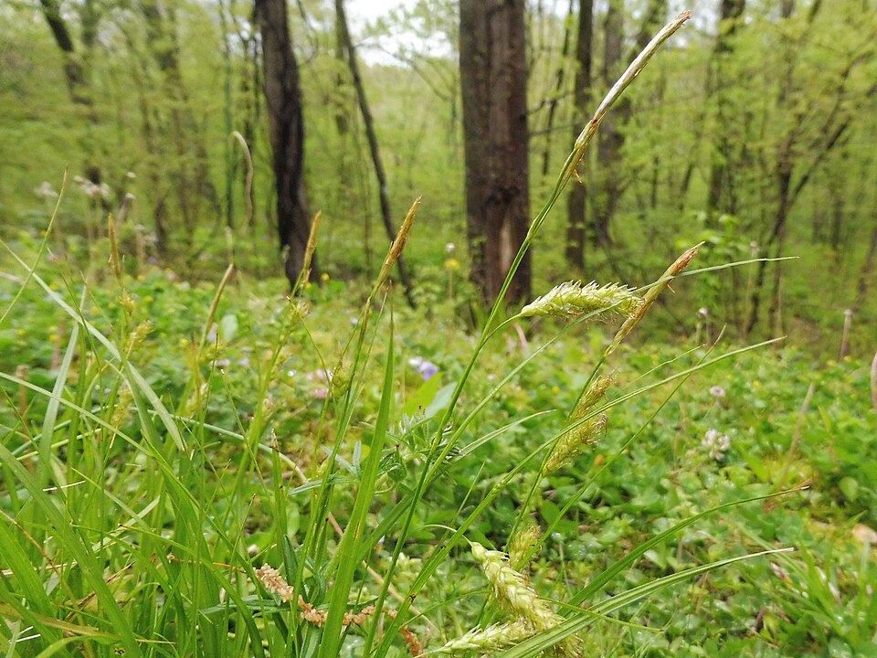 Carex cherokeensis (Cherokee Sedge) (alternate view 7)