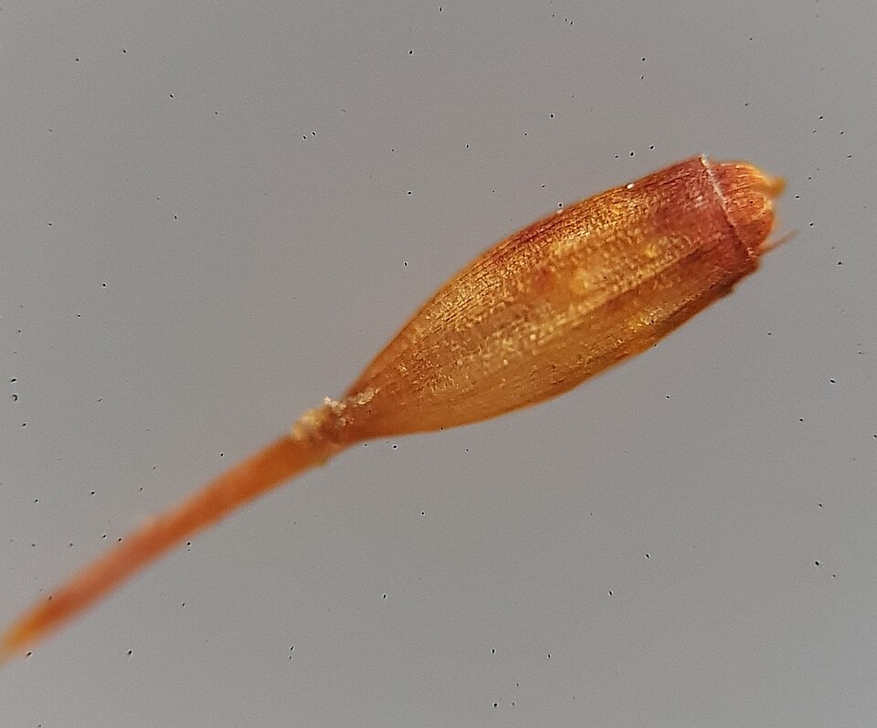 Orthotrichum pulchellum (Elegant Bristle-moss)
