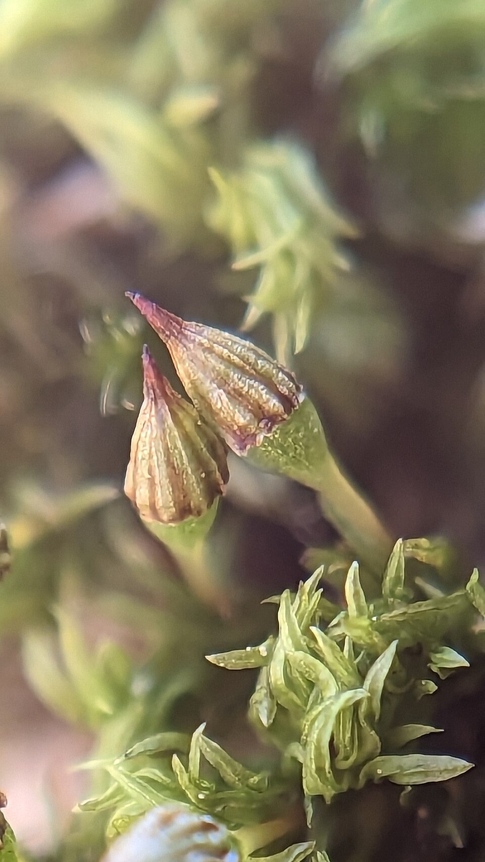 Orthotrichum pulchellum (Elegant Bristle-moss)