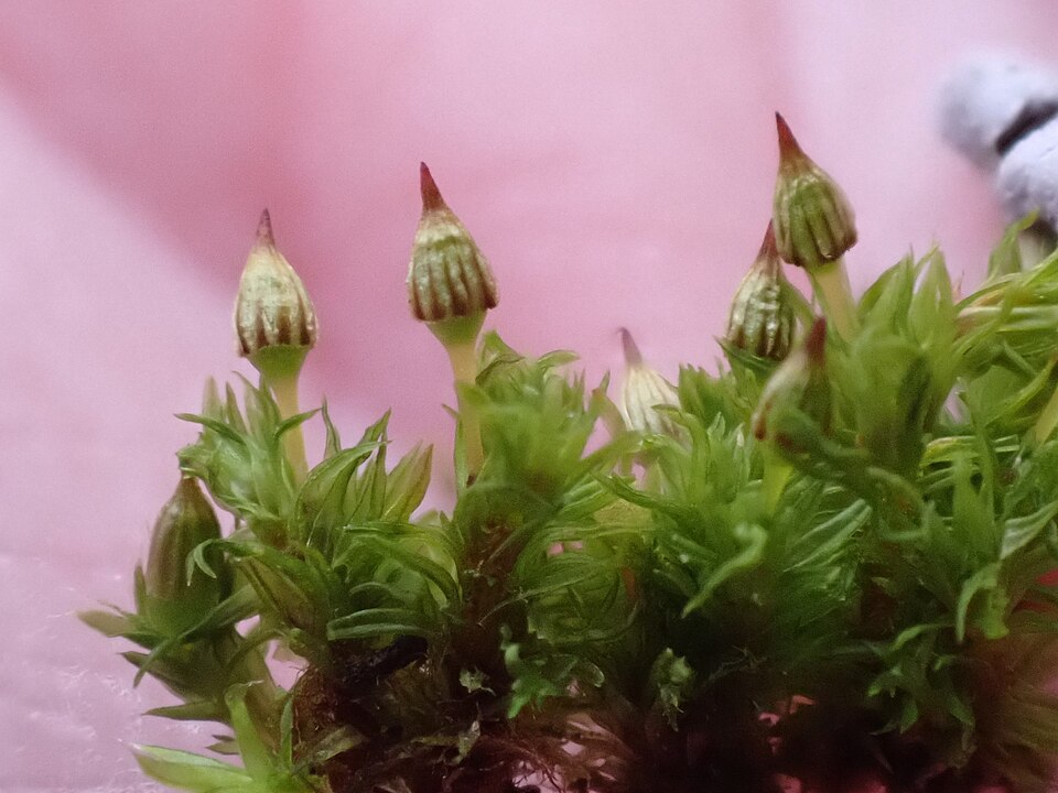 Orthotrichum pulchellum (Elegant Bristle-moss)
