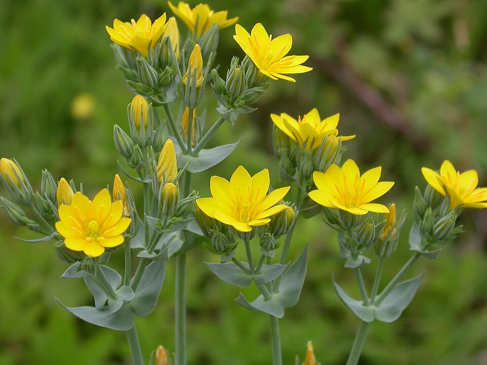 Blackstonia perfoliata (Yellow-wort)