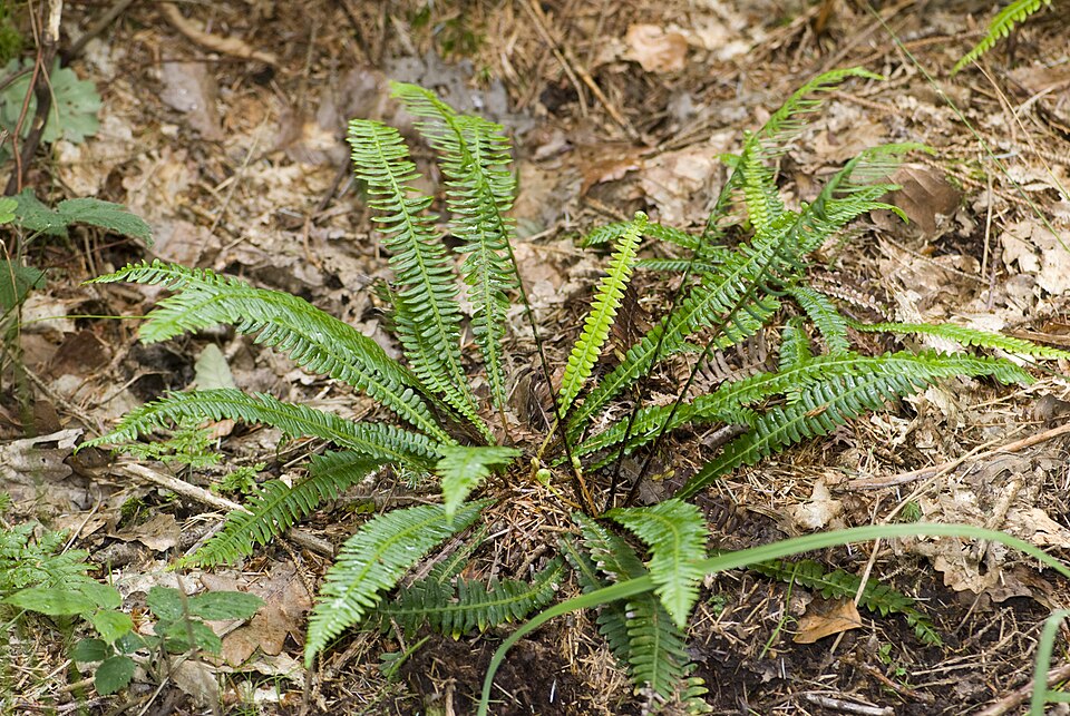 Struthiopteris spicant (deer fern) (alternate view 10)