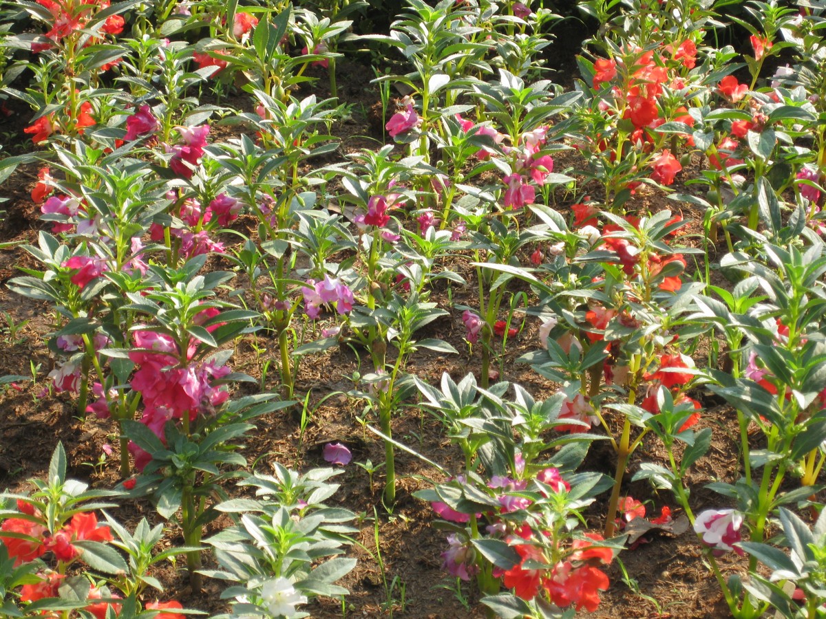 Impatiens balsamina, Garden balsam — upright (Balsaminaceae) (image 2 of 8)