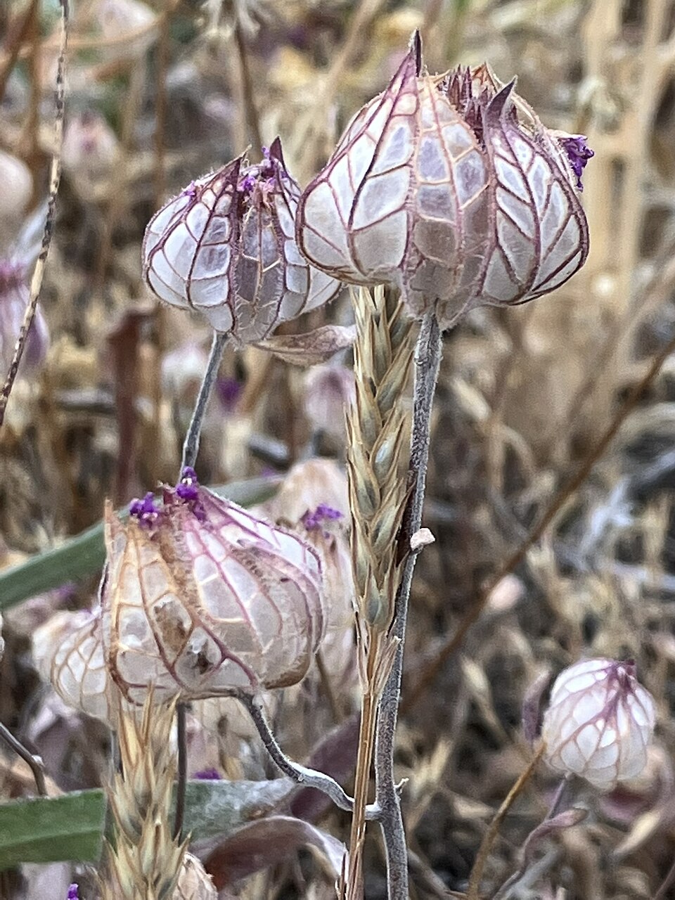 Monardella (Monardellas)