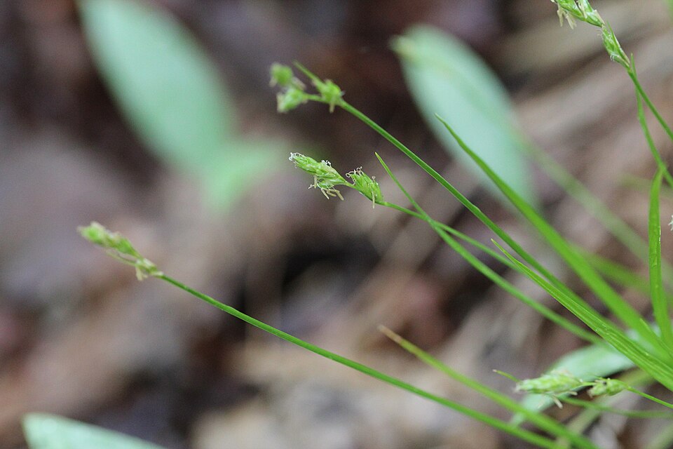 Carex deweyana (Dewey's Sedge) (alternate view 8)