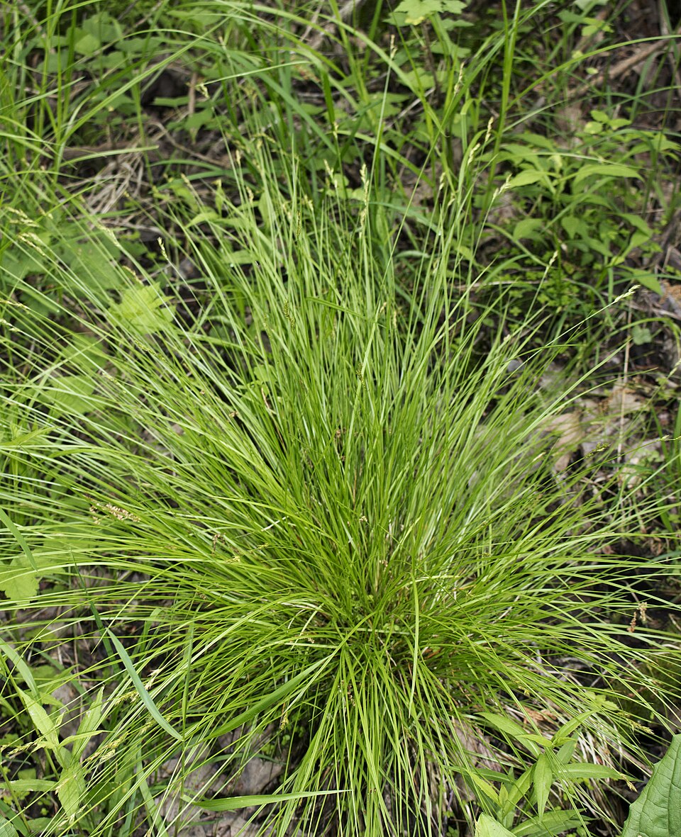 Carex bromoides (Brome-Like Sedge) (alternate view 7)