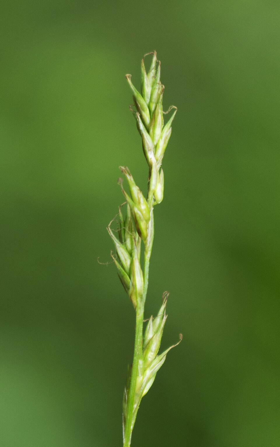 Carex bromoides (Brome-Like Sedge) (alternate view 8)