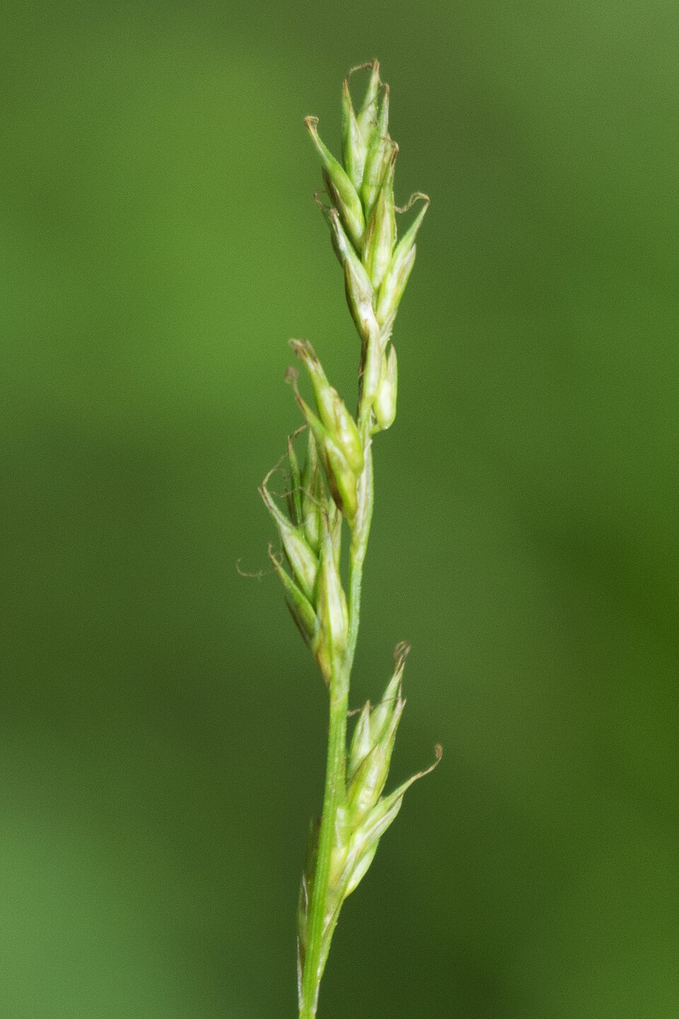 Carex bromoides (Brome-Like Sedge) (alternate view 9)