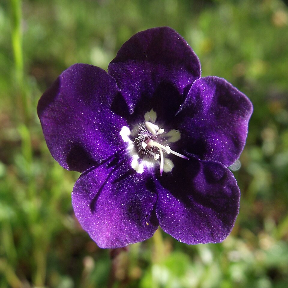 Phacelia parryi (Parry's phacelia) (alternate view 9)