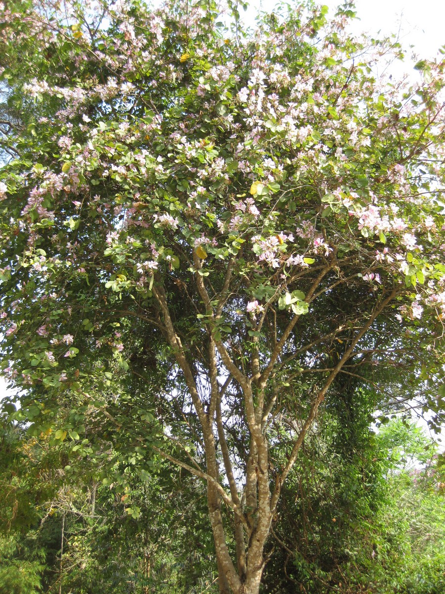 Bauhinia purpurea, Purple orchid tree — spreading semi-evergreen (Fabaceae) (image 2 of 9)