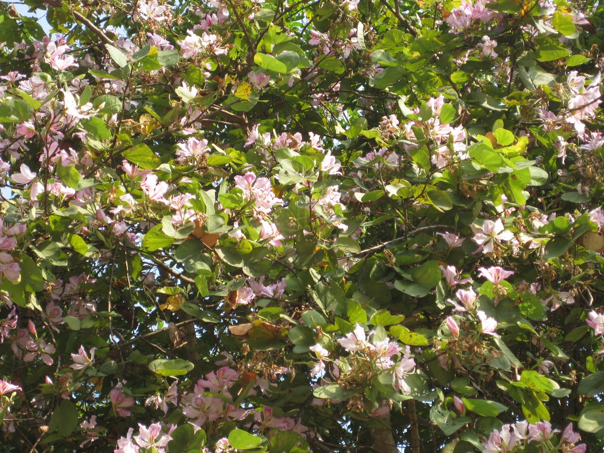 Bauhinia purpurea, Purple orchid tree — spreading semi-evergreen (Fabaceae) (image 3 of 9)