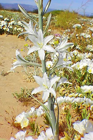 Hesperocallis undulata (desert lily)