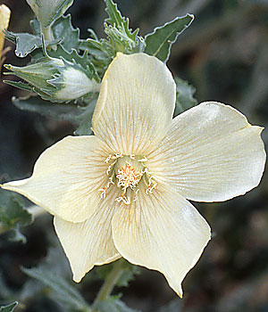 Mentzelia involucrata (sand blazingstar) (alternate view 6)