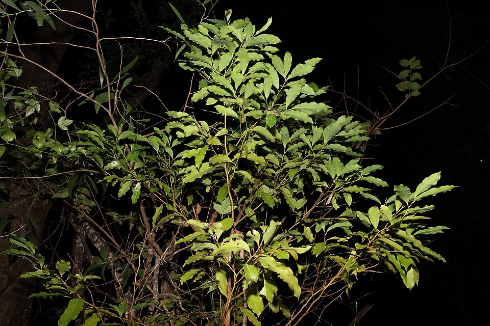Cryptocarya microneura (murrogun) (alternate view 9)