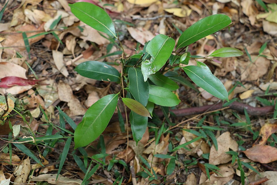 Cryptocarya microneura (murrogun) (alternate view 10)