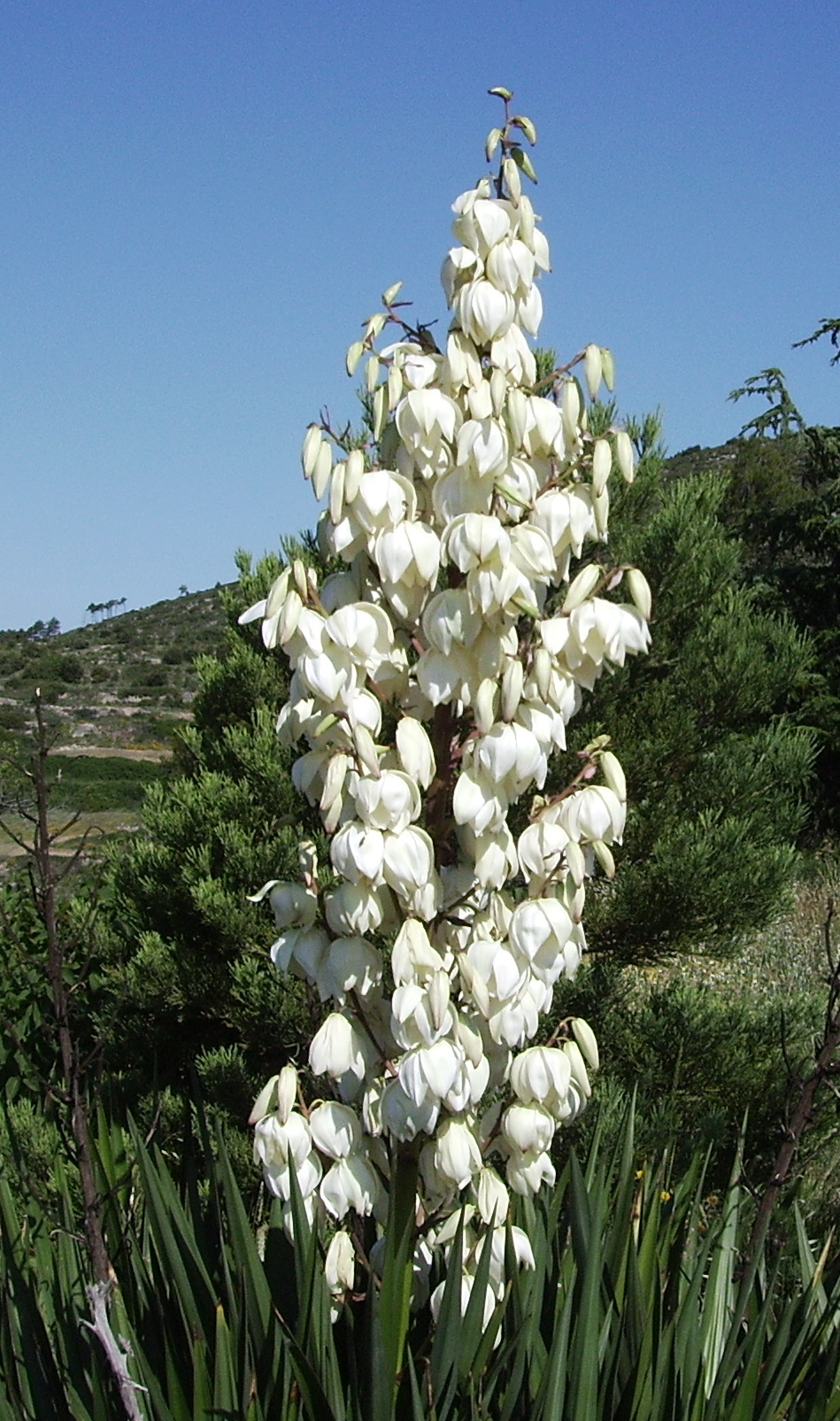 Yucca filamentosa (yucca) (alternate view 9)