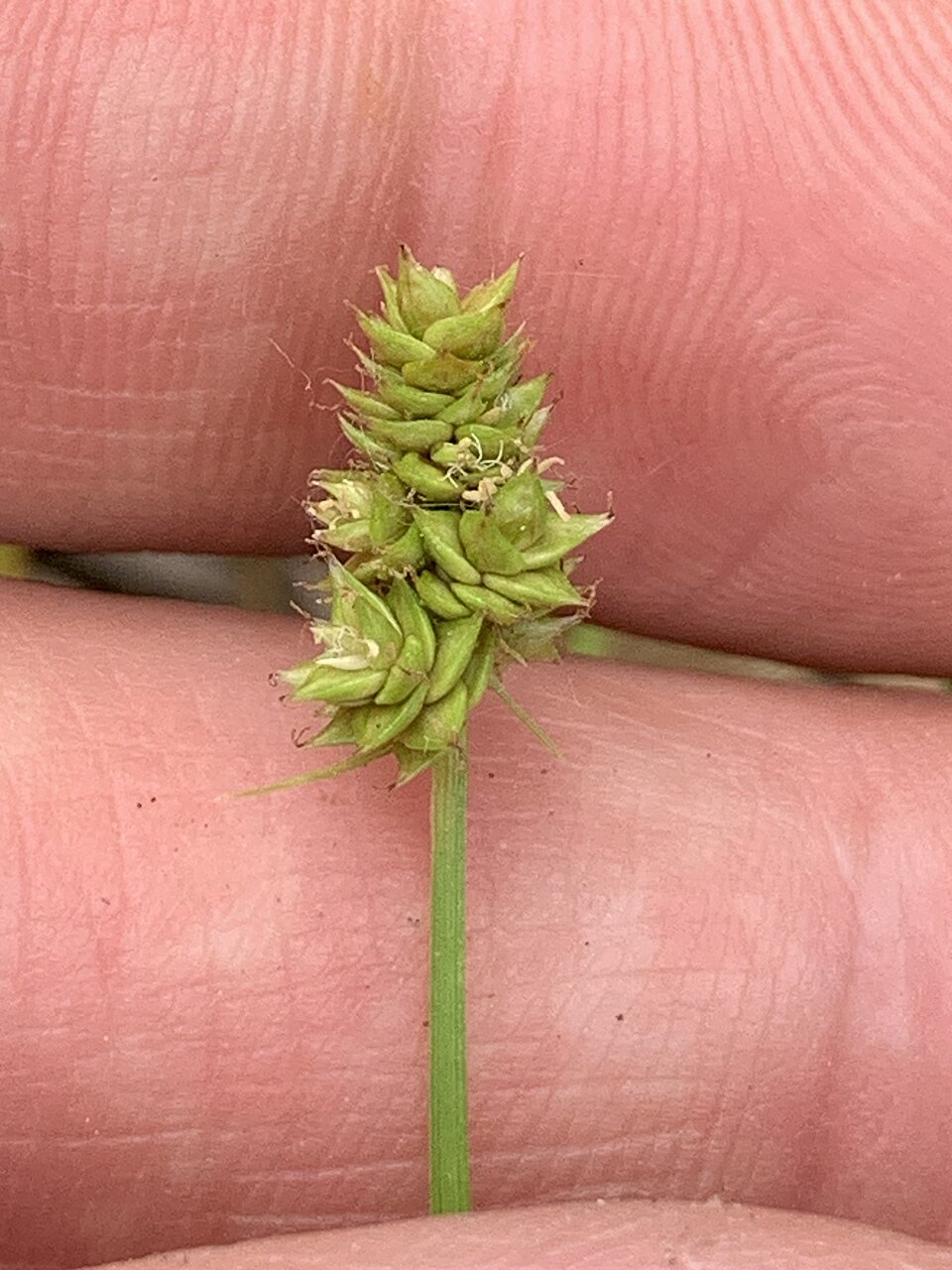 Carex leavenworthii (Leavenworth's Sedge) (alternate view 5)