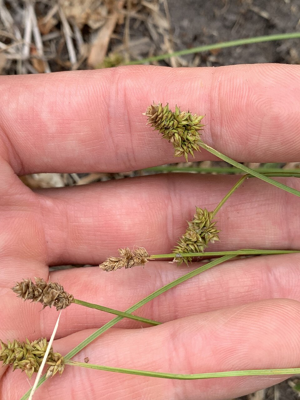 Carex leavenworthii (Leavenworth's Sedge) (alternate view 6)