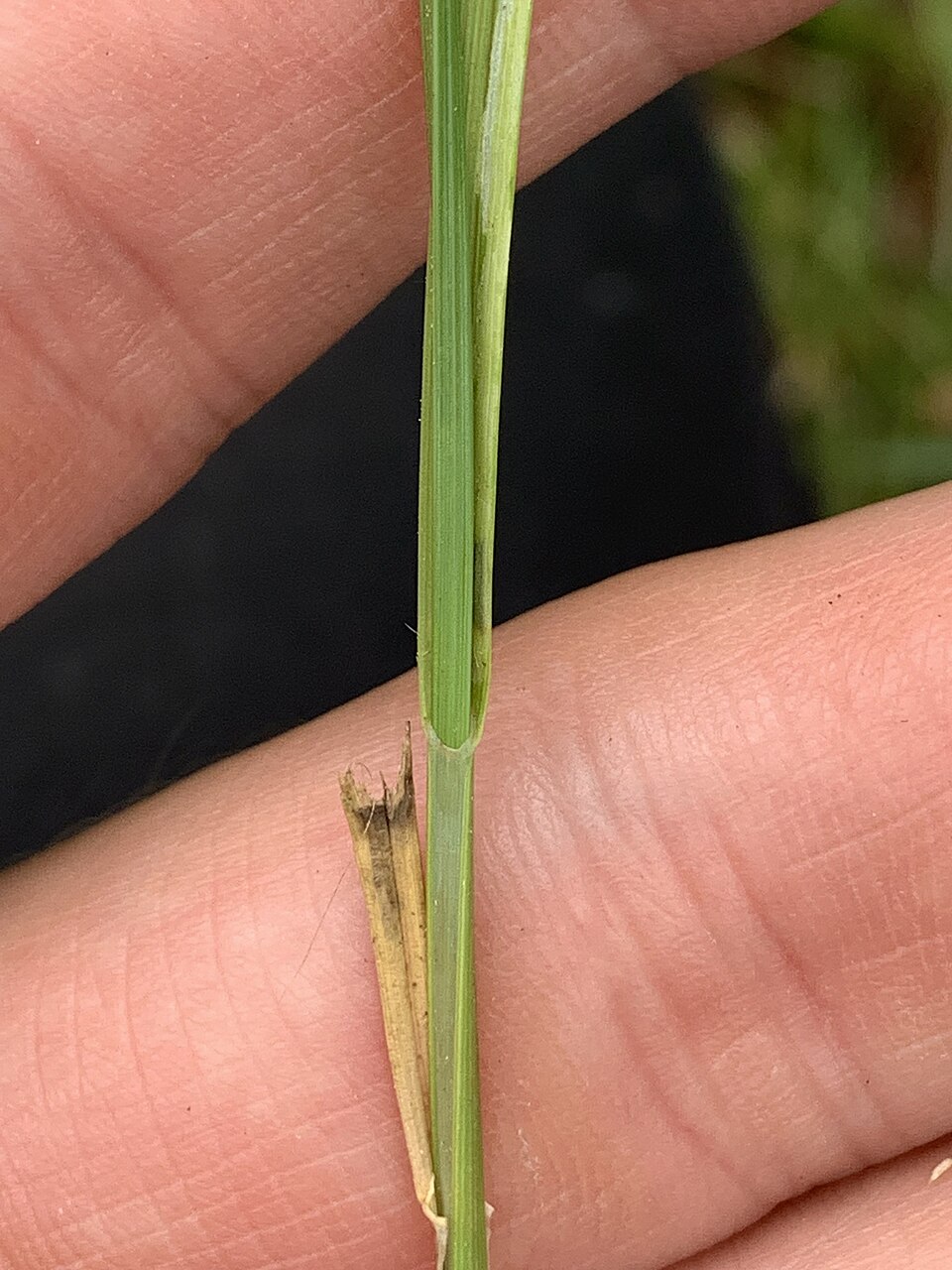 Carex leavenworthii (Leavenworth's Sedge) (alternate view 7)