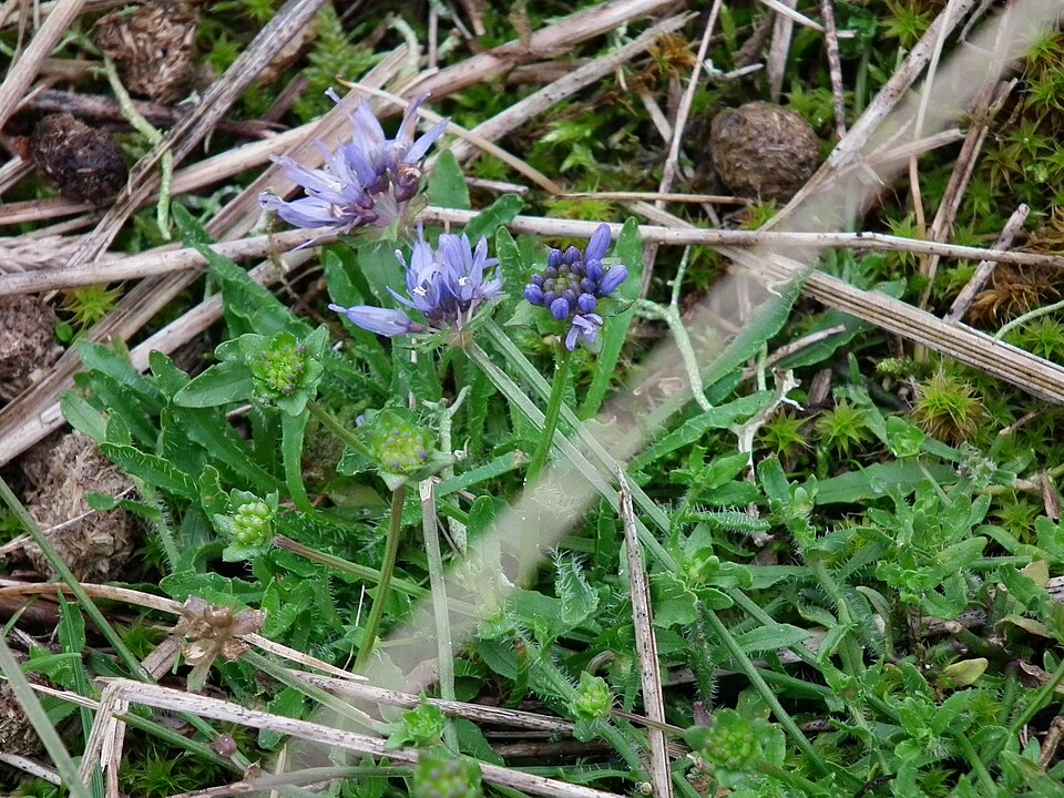 Jasione montana (Sheep's Bit Scabious) (alternate view 4)