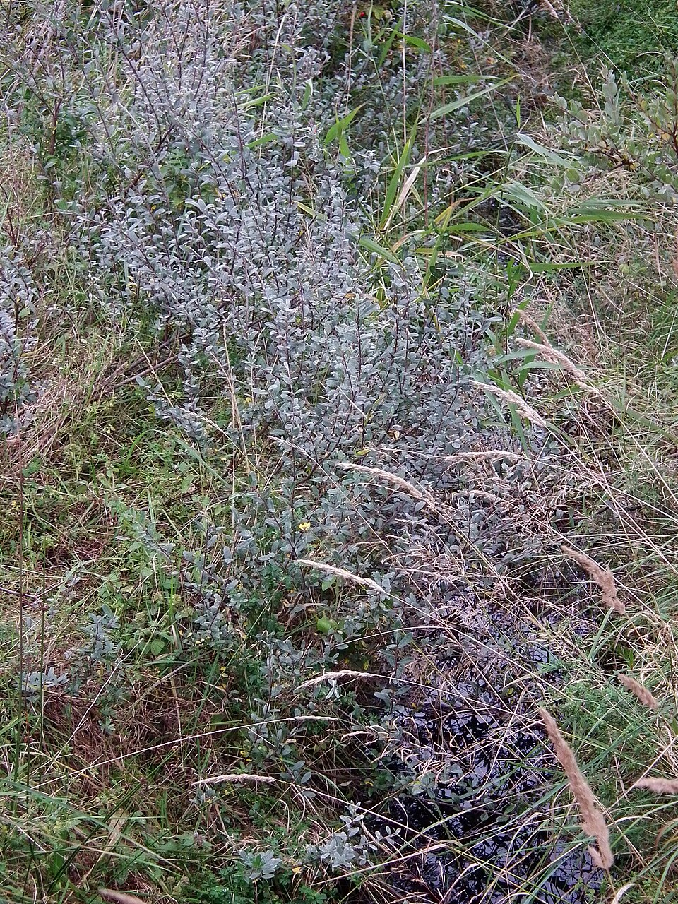 Salix repens (Creeping Willow)
