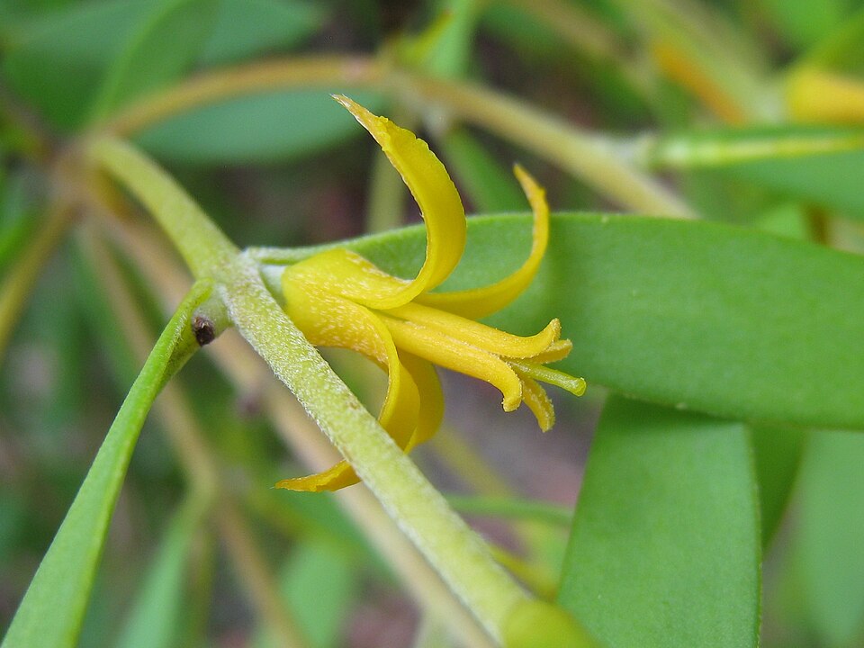Persoonia lanceolata (Lance-leaf Geebung) (alternate view 7)