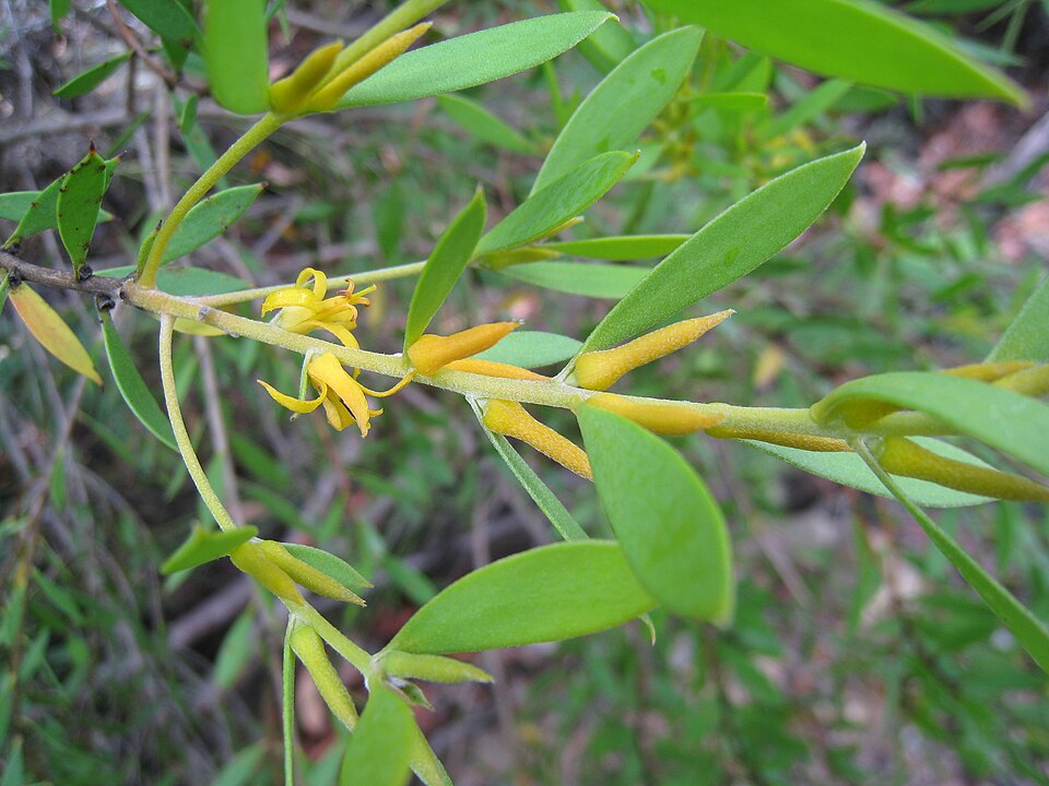 Persoonia lanceolata (Lance-leaf Geebung) (alternate view 8)