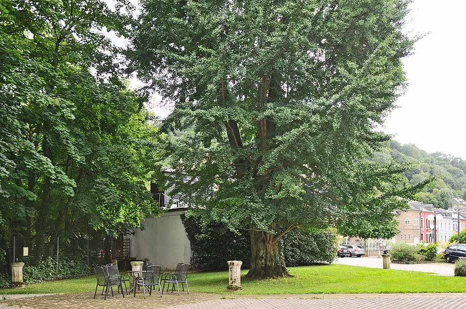 Ginkgo biloba (ginkgo, maidenhair tree) (alternate view 4)
