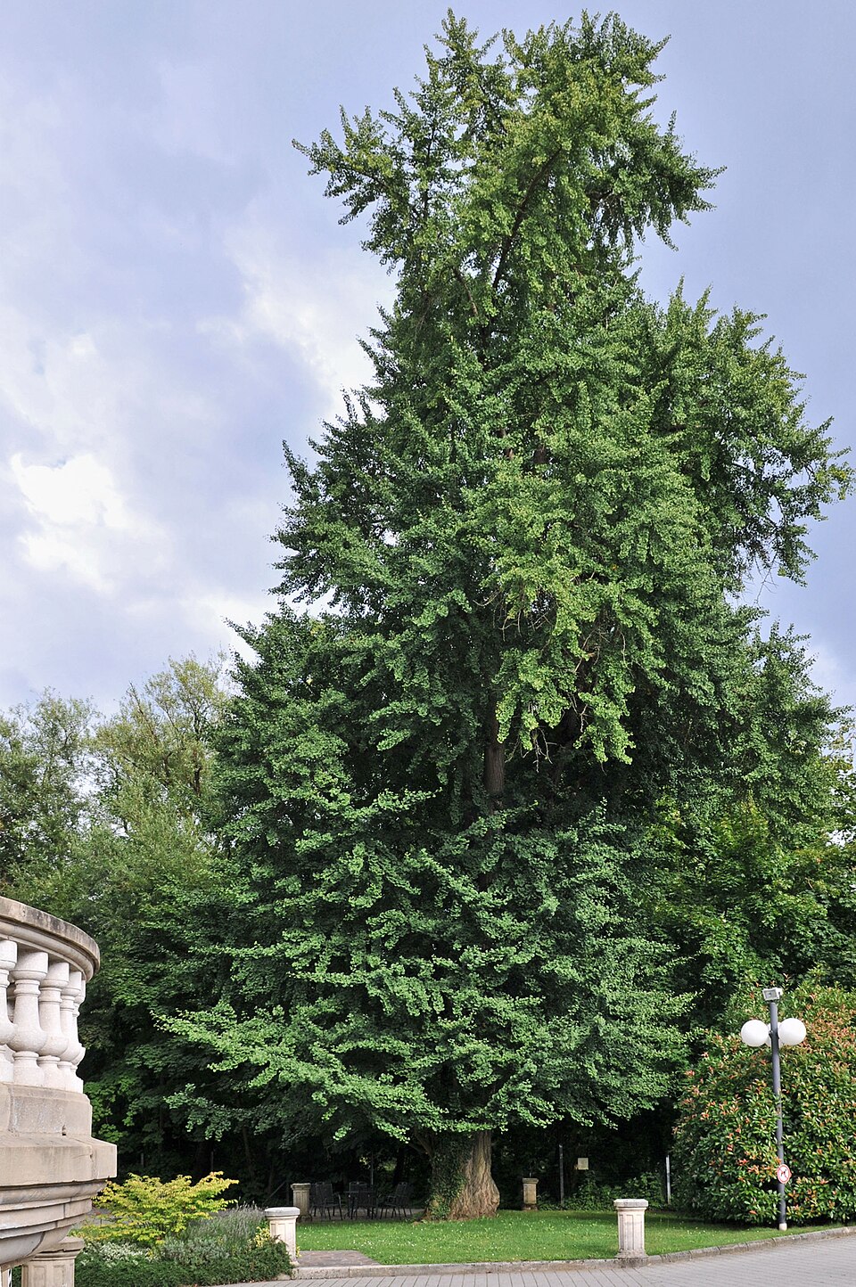 Ginkgo biloba (ginkgo, maidenhair tree) (alternate view 5)