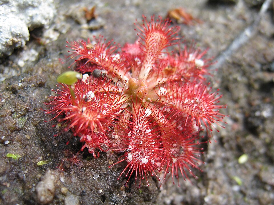 Drosera spatulata (Rosy Sundew) (alternate view 3)