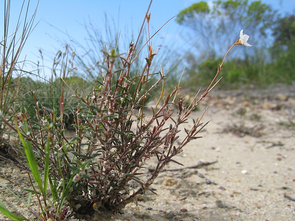Mitrasacme polymorpha (Mitre Weed) (alternate view 2)
