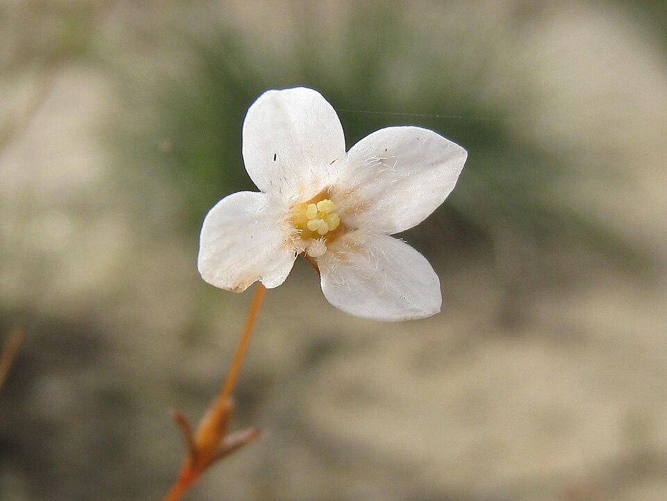 Mitrasacme polymorpha (Mitre Weed) (alternate view 3)