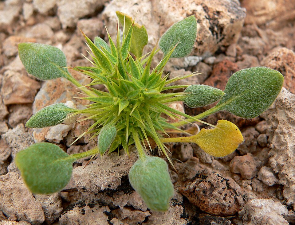 Chorizanthe rigida (Devil's Spineflower) (alternate view 7)