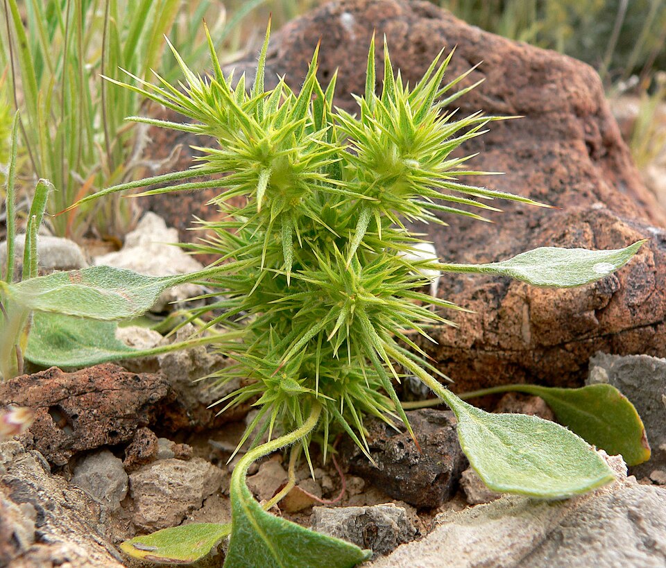Chorizanthe rigida (Devil's Spineflower) (alternate view 8)