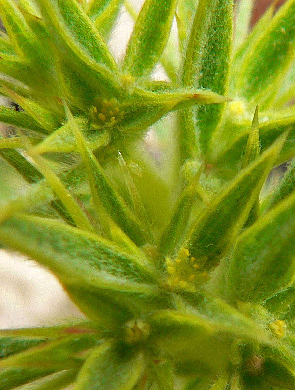 Chorizanthe rigida (Devil's Spineflower) (alternate view 9)