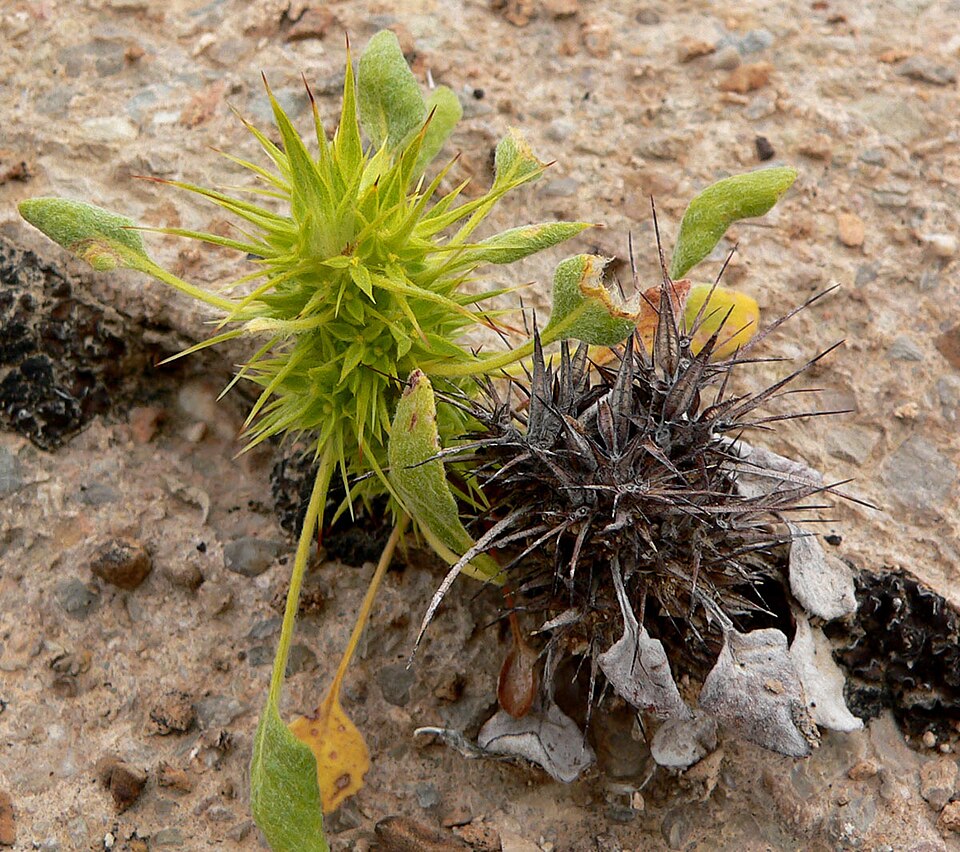 Chorizanthe rigida (Devil's Spineflower) (alternate view 10)